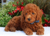 TOY POODLE BİBLO